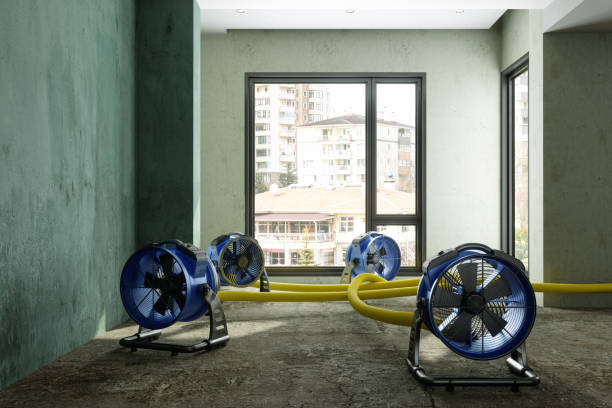 Best Basement water damage restoration  in Northport, AL